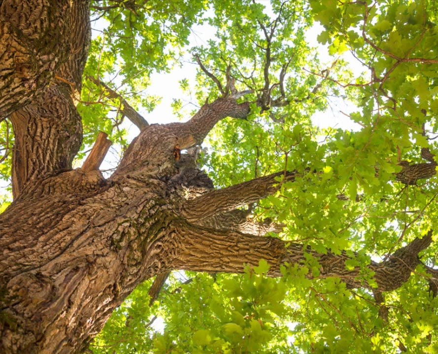 Foto Eichenbaum Oak Collection